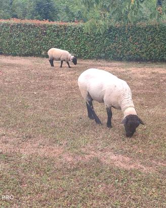 Montoni suffolk