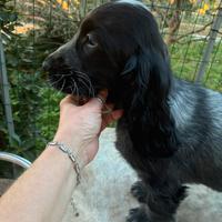 Cucciolo Cocker