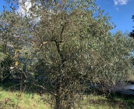 4000 mq di terreno con piante di ulivo e frutta