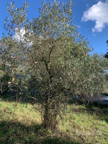 4000 mq di terreno con piante di ulivo e frutta