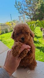 Barboncino mini toy Red