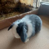 Cuccioli di coniglio nano ariete