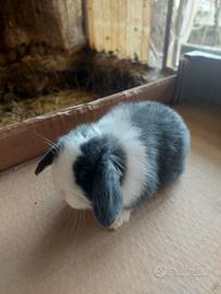 Cuccioli di coniglio nano ariete