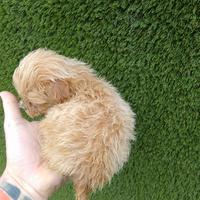 Maltipoo Toy