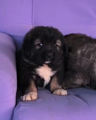 cane da pastore del Caucaso muniti di pedigree 