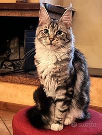 Maine coon femmina adulta