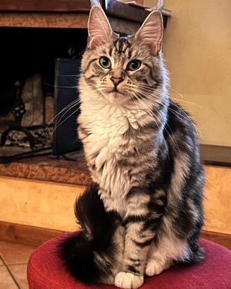 Maine coon femmina adulta