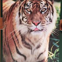 Poster TIGRE, 91x61 cm, NUOVO