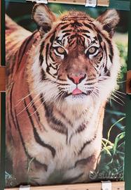 Poster TIGRE, 91x61 cm, NUOVO