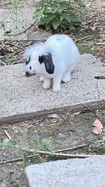 Coniglietto speciale