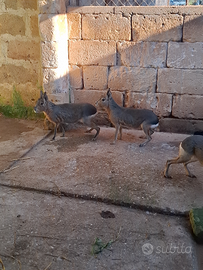 Lepri della Patagonia