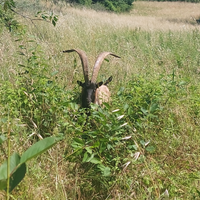 Becco camosciato delle alpi