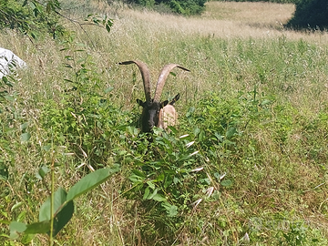 Becco camosciato delle alpi