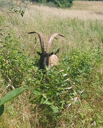 Becco camosciato delle alpi