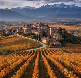 Vigneto Montepulciano Doc