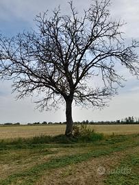 Legno di noce