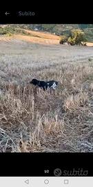 Setter inglesi coppia di femmine