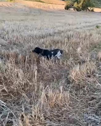 Setter inglesi coppia di femmine