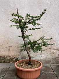 Pre bonsai tasso