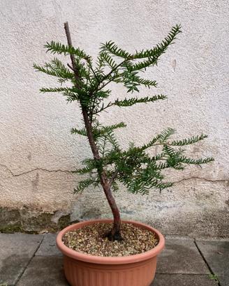 Pre bonsai tasso