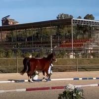 Pony 130