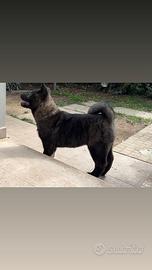 Cucciola di akita americano