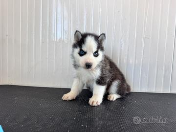Siberian Husky con pedigree enci