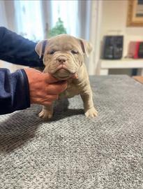 Cuccioli AMERICAN BULLY POCKET