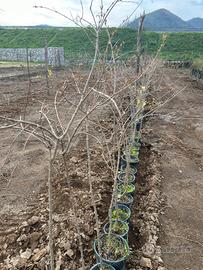 Piante di melograno wonderful