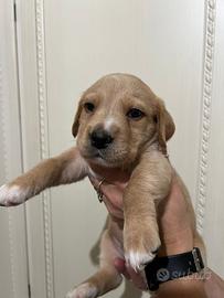 Cucciolo cane corso mix Labrador