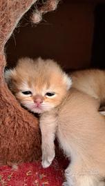 British shorthair golden