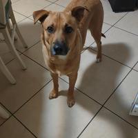 Cane taglia media