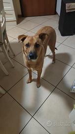 Cane taglia media