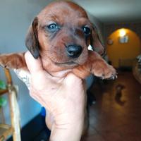 Cucciolo di Bassotto