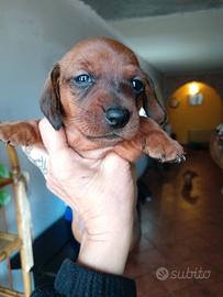 Cucciolo di Bassotto
