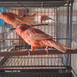 Canarini satine rossi