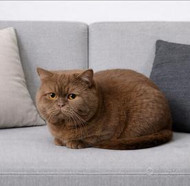 Accoppiamento British Shorthair