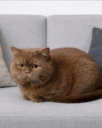 Accoppiamento British Shorthair