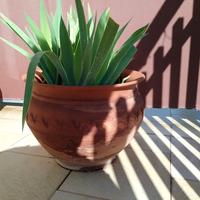 vaso con pianta