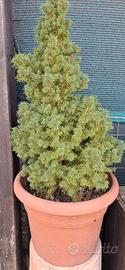 Abete del Canada nano (Picea Glauca Conica)