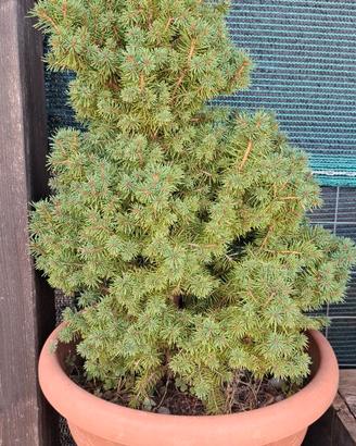 Abete del Canada nano (Picea Glauca Conica)