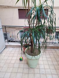 piante da giardino 