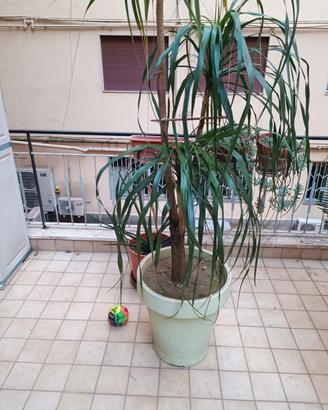 piante da giardino 