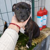 Staffy