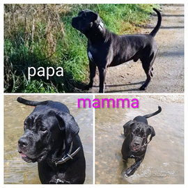 Cuccioli di cane corso