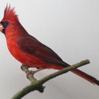 Coppia 2025 cardinale rosso