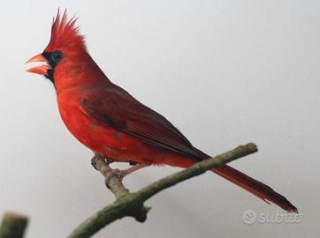 Coppia 2025 cardinale rosso