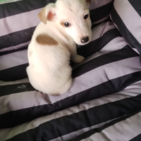 Jack russel