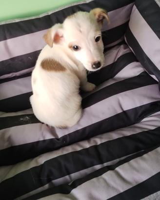Jack russel
