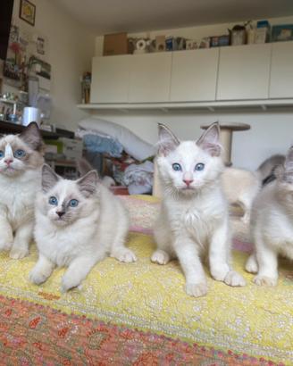 Cuccioli RAGDOLL